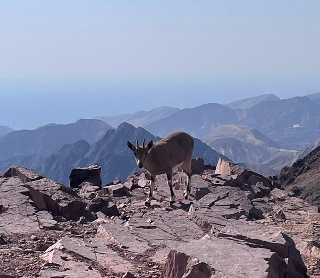 ריטריט בוטיק אילת 22-24/2/2026 | דמו364