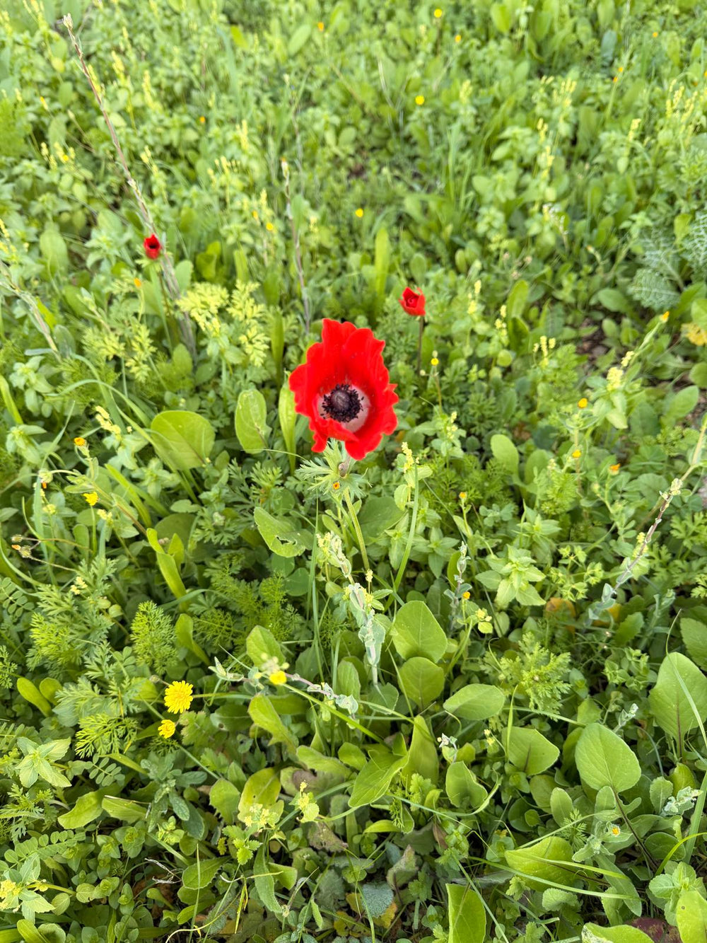 תמונה מהמסלול