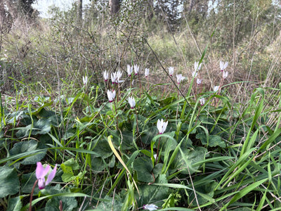 לרכוב בתוך גלויה