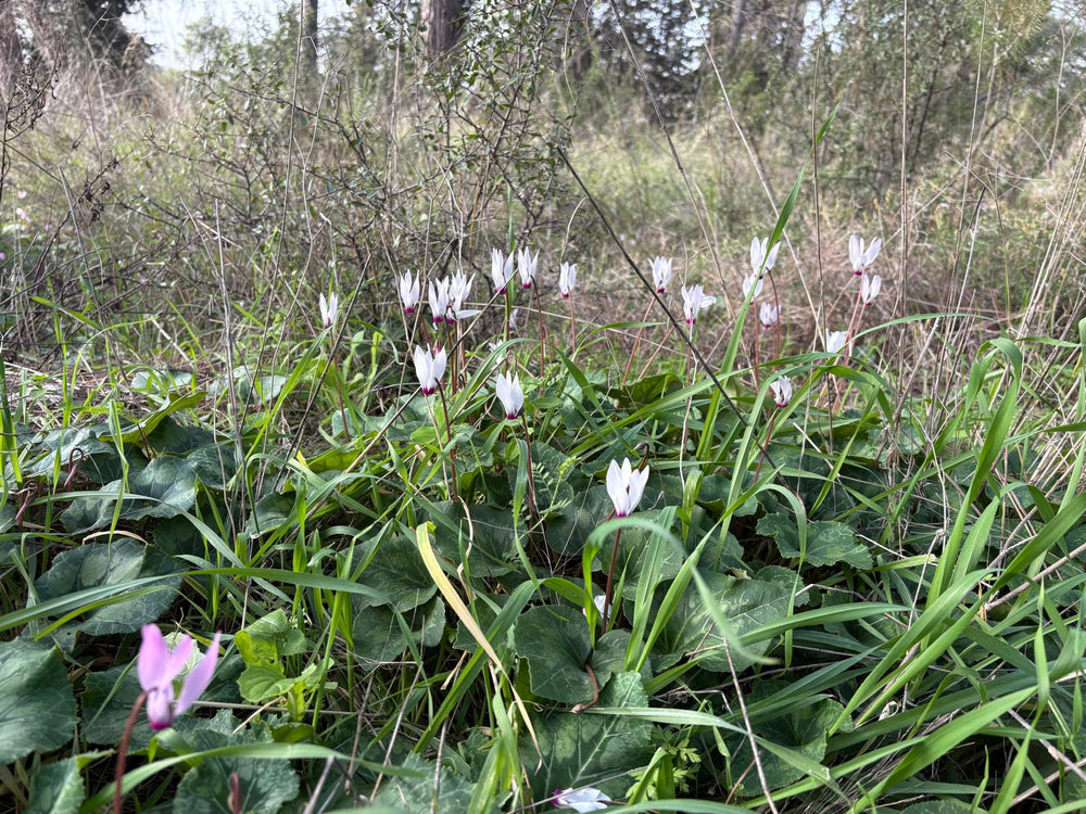תמונה מהמסלול