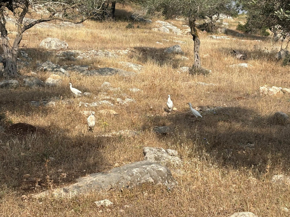 תמונה מהמסלול