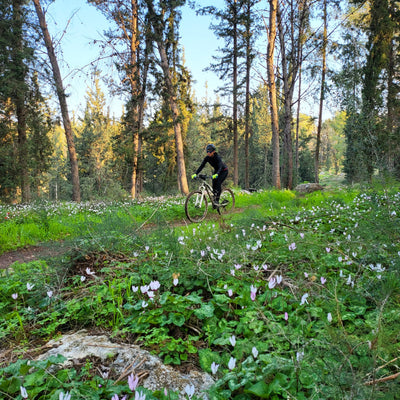 זרימה אדומה וכחולה של ליאה