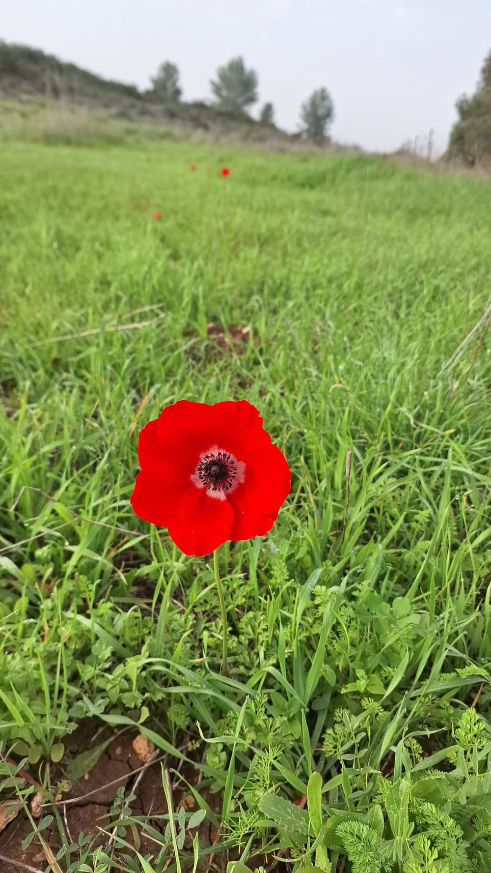 תמונה מהמסלול